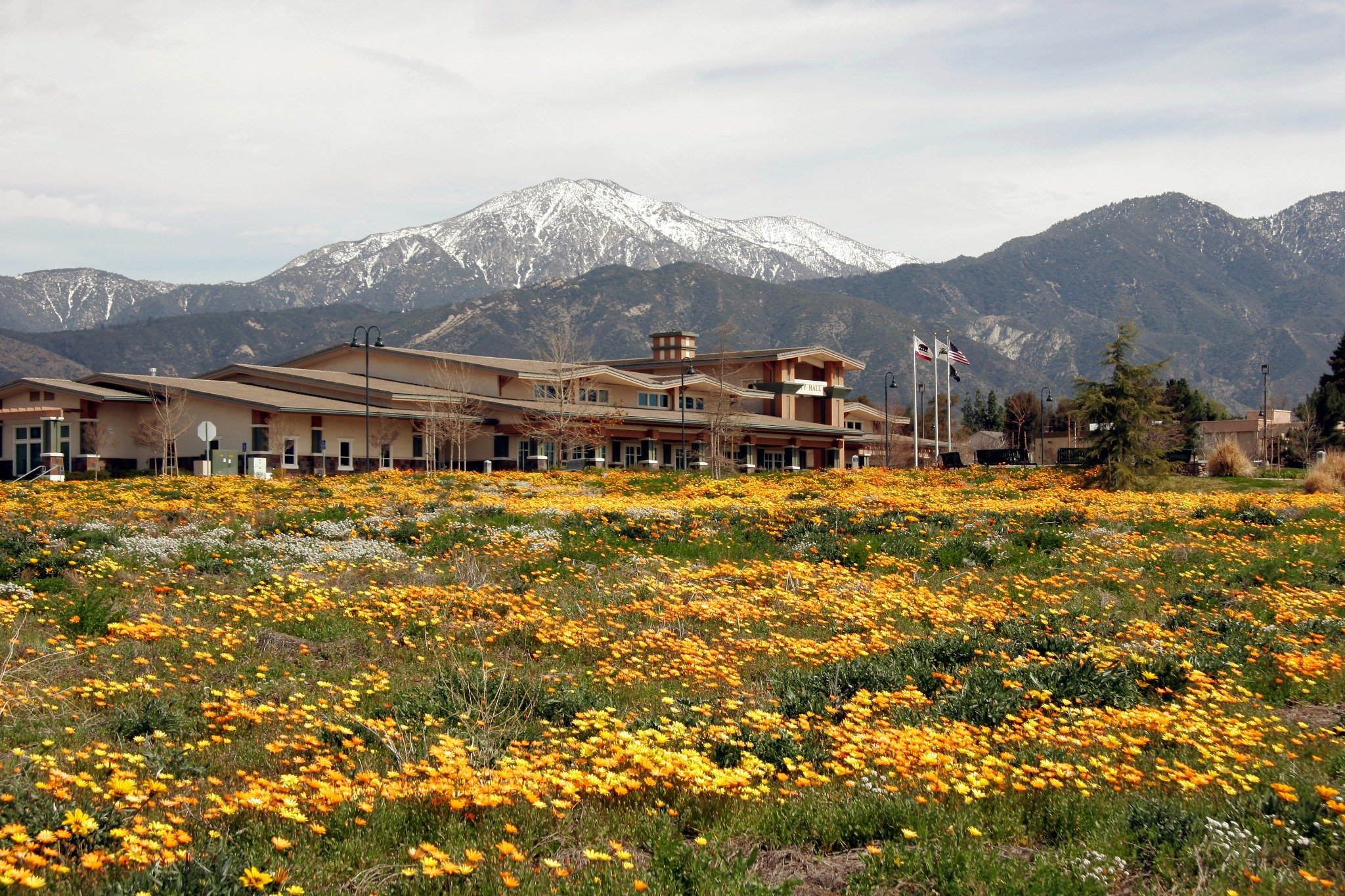 Yucaipa landscape with snow-capped mountains and wildflowers